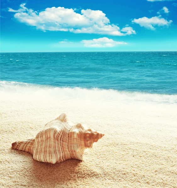 Coquille de mer sur la plage de sable — Photo