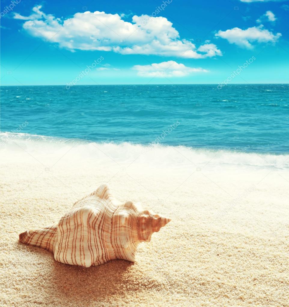 Sea shell on the sandy beach