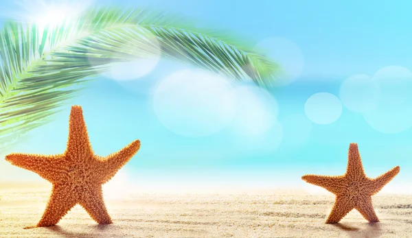 Dos estrellas de mar en la playa — Foto de Stock