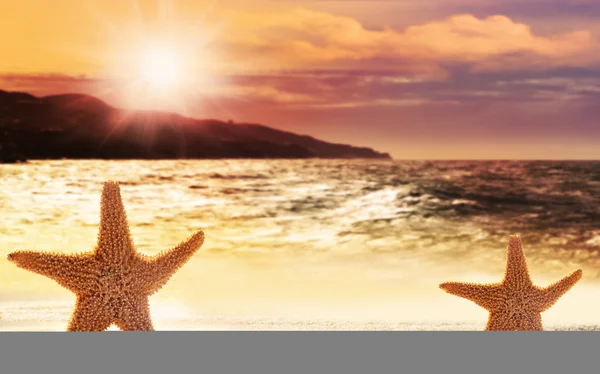 Two starfish in sand on the beach — Stock Photo, Image