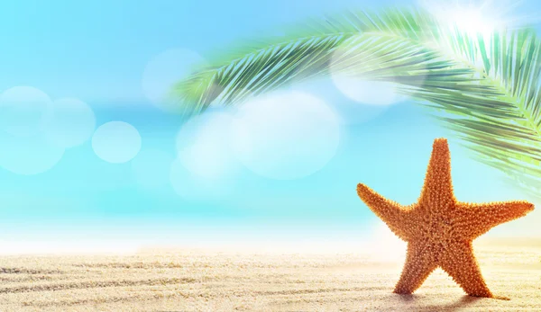 Kumsalda kumdaki denizyıldızı — Stok fotoğraf