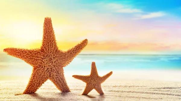 Duas estrelas-do-mar na areia na praia — Fotografia de Stock