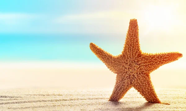 Rozgwiazdy w piasku na plaży — Zdjęcie stockowe