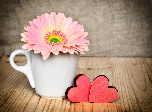 Gerbera blomma i en vit kopp med röda Valentines — Stockfoto