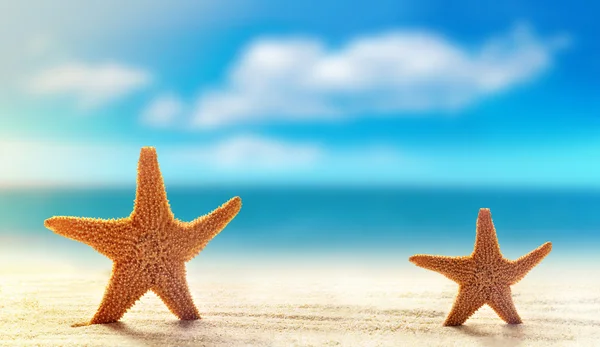 Dos estrellas de mar en la playa de arena blanca con el océano — Foto de Stock