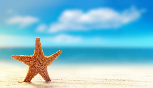 Estrella de mar en playa de arena blanca con océano — Foto de Stock
