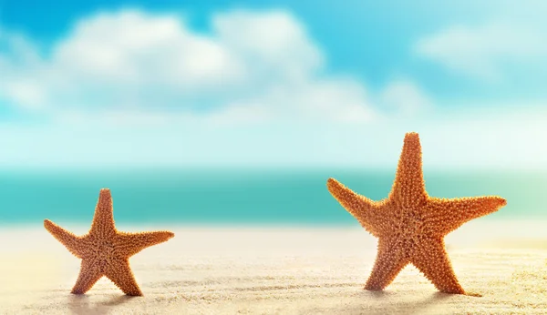 Dos estrellas de mar en la playa de arena blanca con el océano — Foto de Stock