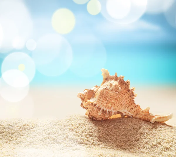Conchiglia su una spiaggia di sabbia. — Foto Stock