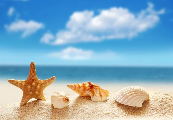 Seashells on a sandy beach. Royalty Free Stock Photos