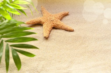 Deniz yıldızı bir Kumsalı ve palm.