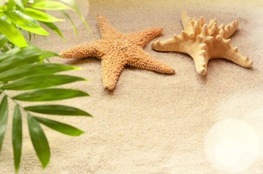 Deniz yıldızı bir Kumsalı ve palm.