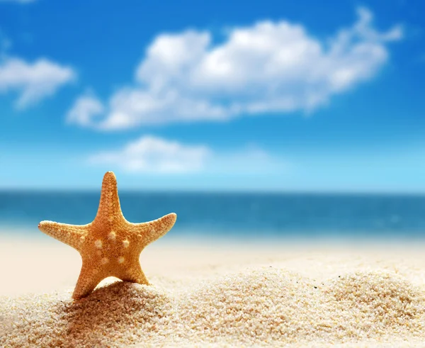 Estrella de mar en una playa de arena. — Foto de Stock