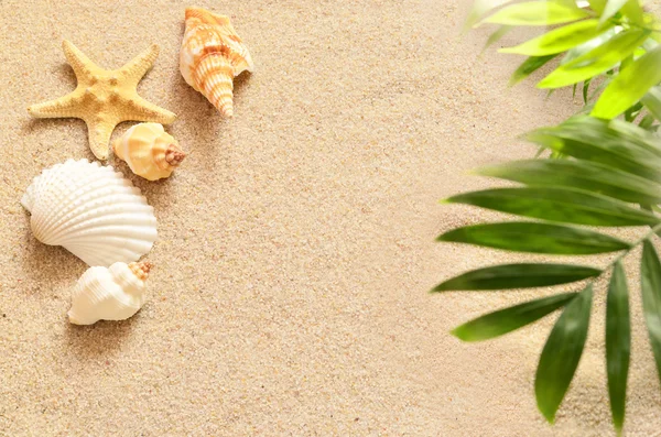 Seashells and palm on a sandy beach. — Stock Photo, Image
