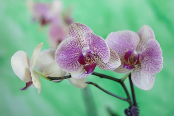 Orchid Stock Picture