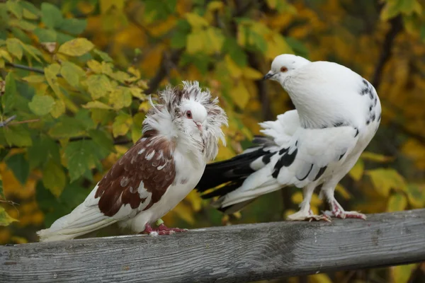 Pigeon couple Stock Photo