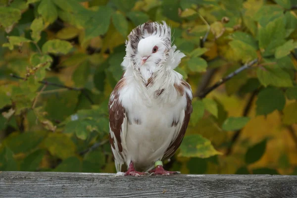 Pigeon Royalty Free Stock Images