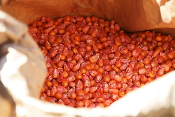 Corn seeds for sowing Stock Image