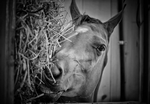 İsrail Arap At Festivali