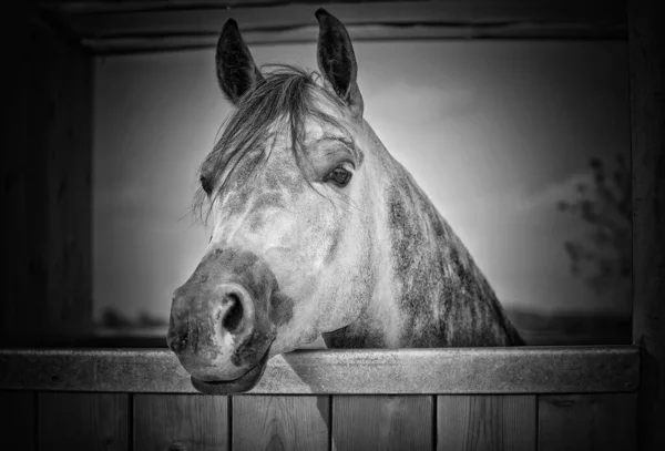 İsrail Arap At Festivali