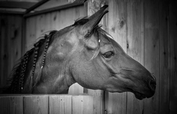 Izraelský Festival Arabských Koní — Stock fotografie