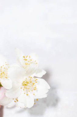 Yasemin çiçeği elde ve beyaz arkaplanda, dikey yakın plan