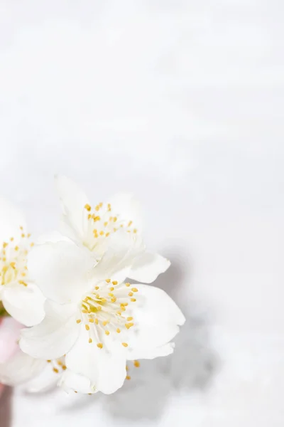 Kwiat Jaśminu Dłoni Białe Tło Pionowe Zbliżenie — Zdjęcie stockowe