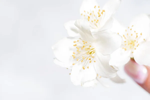 Kwiat Jaśminu Dłoni Białe Tło Zbliżenie — Zdjęcie stockowe