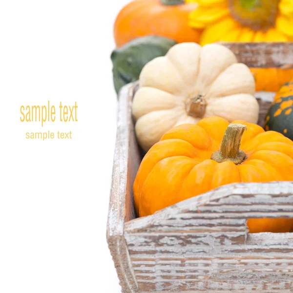 Assorted pumpkins in a wooden tray, selective focus, isolated — Stock Photo, Image