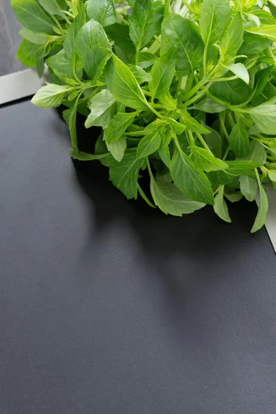 Fresh green basil and black background for text — Stock Photo, Image