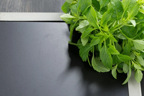 Fresh basil and black background for text — Stock Photo, Image