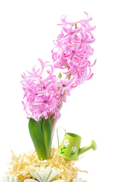 Giacinto rosa in vaso di fiori decorato, primo piano, isolato — Foto Stock