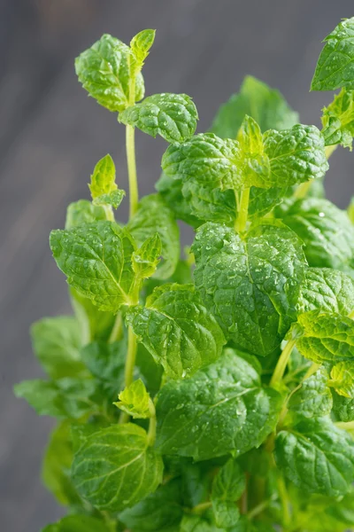 Fresh mint on dark background, selective focus — Stock Photo, Image