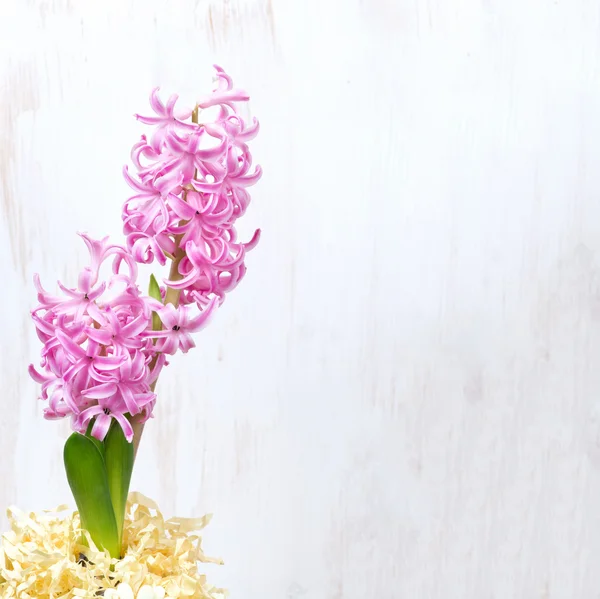 Jacinto rosa sobre fondo de madera blanca — Foto de Stock