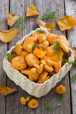 taze orman Cantharellus cibarius mantar bir sepet, dikey