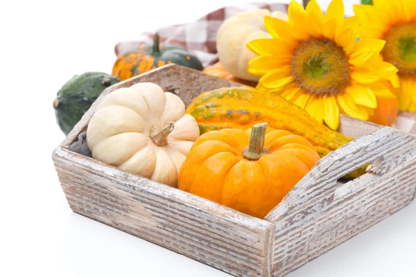 Various pumpkins in a wooden tray, isolated on white — Stock Photo, Image