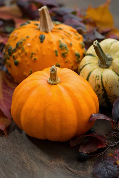 Seasonal pumpkin with autumn leaves, closeup — Stock Photo, Image