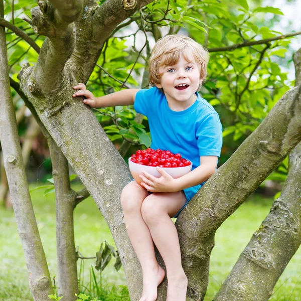 Liten unge pojke plocka körsbär i trädgård, utomhus. — Stockfoto