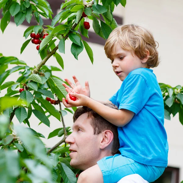 Kleiner Junge und Vater pflücken Kirschen im Garten — Stockfoto