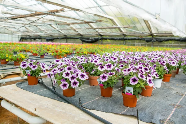 Cultivation of different flowers in greenhouse — Stock Photo, Image