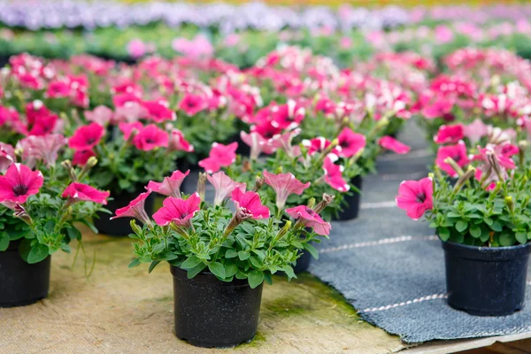 Odling av olika blommor i växthus — Stockfoto