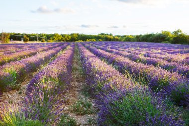 Lavanta alanları yakınında valensole Provence, Fransa.