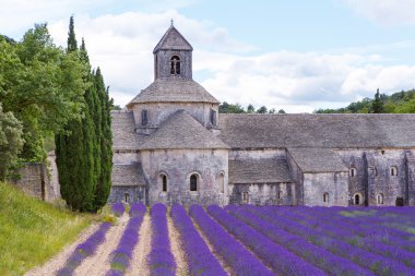 Abbey, senanque ve çiçek açan lavanta çiçekleri satırlar