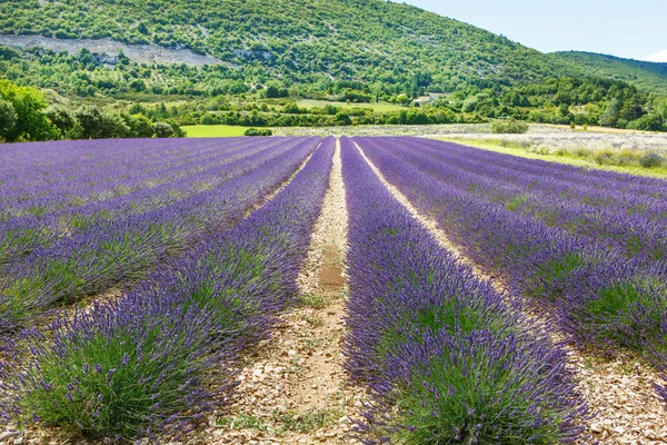 Levendula mezők közelében valensole, Provence, Franciaország. — Stock Fotó