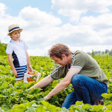 Baba ve küçük çocuk çocuk yaz aylarında çilek çiftlikte