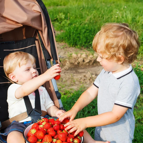 Two little sibling toddler boys on strawberry farm in summer — Stock Photo, Image