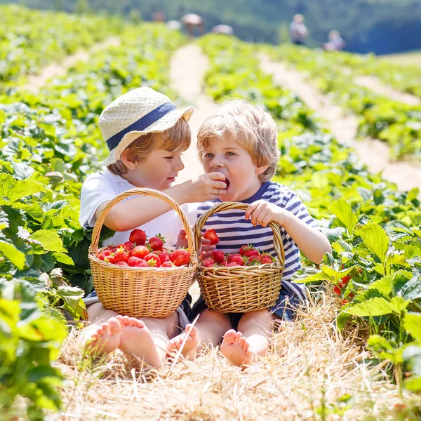 Två små syskon på jordgubbsodling på sommaren — Stockfoto