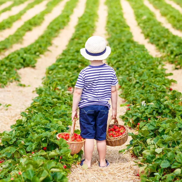 Menino pegando morangos na fazenda, ao ar livre . — Fotografia de Stock