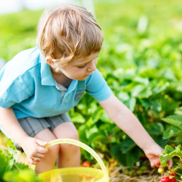 Liten unge pojke plocka jordgubbar på gården, utomhus. — Stockfoto