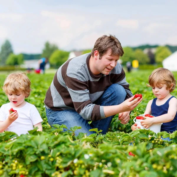Father and two little kid boys on strawberry farm in summer — Stock Photo, Image