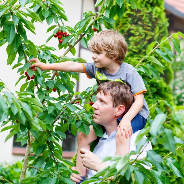 Menino e pai pegando cerejas no jardim — Fotografia de Stock